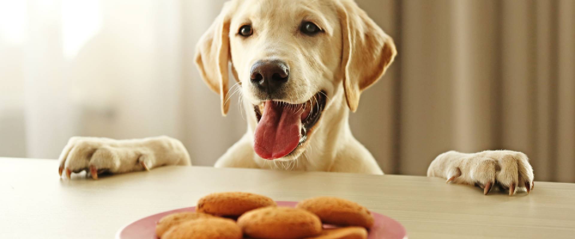 Dogs 2024 and cookies